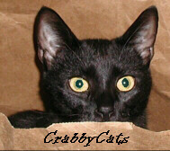 Click for More CrabbyCats Ebay Auctions!