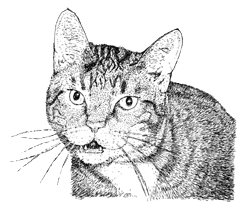 CrabbyCats Logo